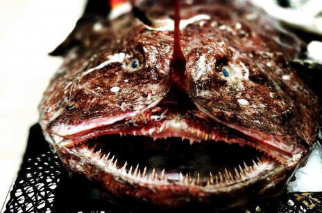 Tajemnicza ryba żabnica. Dlaczego nazywana jest „diabłem morskim”?