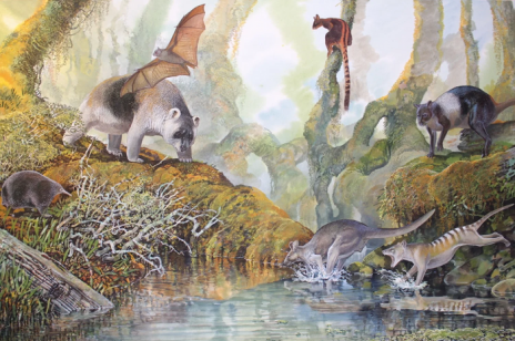 Papua-Nowa Gwinea była domem olbrzymiego kangura. Wskazują na to skamieniałości sprzed 50 tys. lat