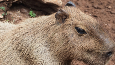 Kapibara (fot. Shutterstock)