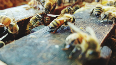 Afrykańskie pszczoły miodne to gatunkowa hybryda (fot. Amornrut Ploysangam / EyeEm via Getty Images)
