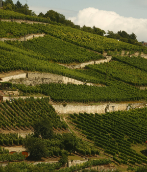 Winnice w pobliżu miasta Freyburg