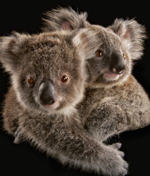 Puszysty symbol Australii jest zagrożony. Czy państwu uda się ocalić malejącą społeczność koali?