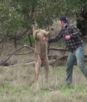 Walka człowieka z kangurem w obronie psa
