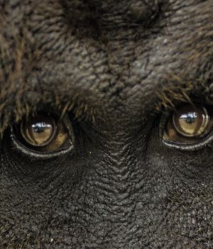 W ich oczach odbija się ludzkość. Orangutany mają "kulturę". Możemy nie zdążyć jej poznać