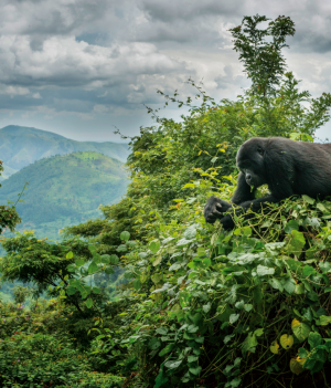 Spotkanie z gorylami górskimi w Parku Narodowym Bwindi to dla wielu turystów doświadczenie metafizyczne.