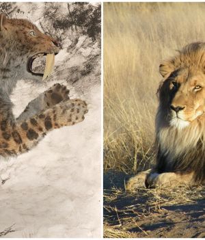 Czy lwy podzielą los tygrysów szablozębnych? Są powody do obaw