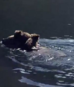 Przeprawa niedźwiedzicy przez rzekę