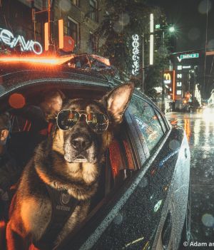Mądre i bohaterskie! Policyjne psy pomagają chorym na raka i czarują na sesji zdjęciowej