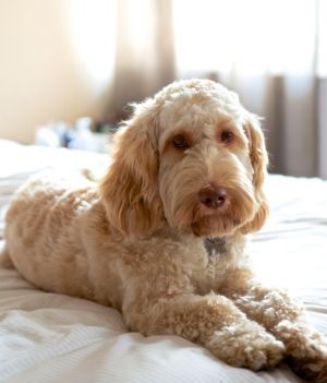 Pies rasy labradoodle Getty Images