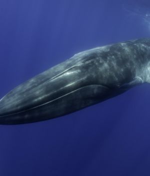 Waleń błękitny