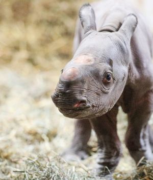 Nosorożec czarny to gatunek krytycznie zagrożony (fot. Facebook/Potter Park Zoo)