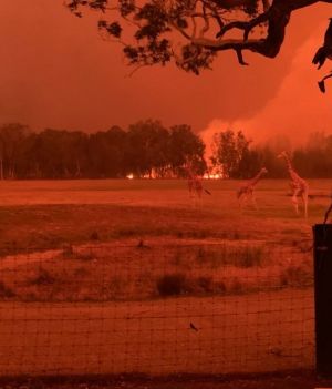 Pożary szalejące w Australii zabarwiły niebo na czerwono (fot. Twitter)