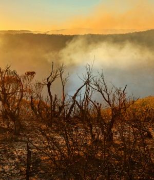 Pożary w Australii mogą wpłynąć na zmiany klimatyczne na całym świecie (fot. Getty Images)