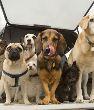 Psy udomowiono o wile wcześniej, niż początkowo sądziliśmy (fot. Getty Images)