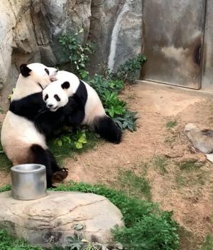 Zakochane pandy