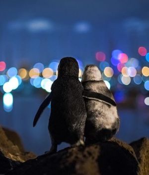 Przytulone pingwiny u wybrzeży Melbourne podbiły Internet, a historia tego zdjęcia - serca