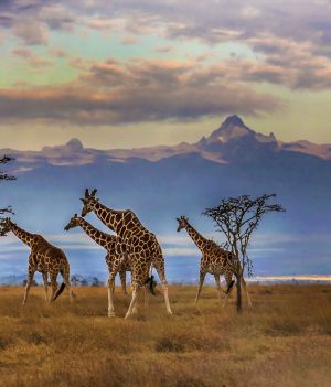 Kenia: jak się przygotować do podróży i jak zadbać o bezpieczeństwo? (fot. Getty Images)