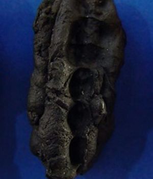Co jedli nastolatkowie 10 tys. lat temu? Prehistoryczna „guma do żucia” daje wyobrażenie o diecie paleo (fot. Verner Alexandersen)