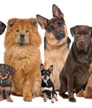 Duże psy kontra małe psy: które chorują częściej i na co?