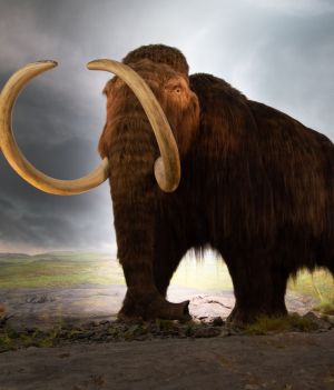 Pierwsi Amerykanie mieszkali obok gigantycznych mamutów. Mamy dowody sprzed 14 tys. lat. / Fot. Thomas Quine/ CC BY 2.0 DEED/Wikimedia Commons