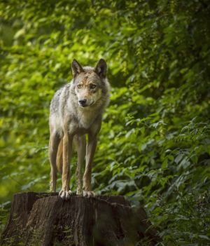 Na kilka dekad wilki zniknęły z podwarszawskiego parku (fot. Getty Images)