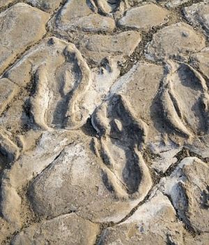 Ślady mogą liczyć od 6 000 do 19 000 lat (fot.  William Harcourt-Smith, CC BY-ND)