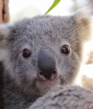 Ash, czyli Popiół - pierwszy noworodek koala od pożarów w Australii fot.  Australian Reptile Park/Twitter