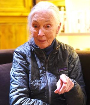 Jane Goodall fot. Getty Images