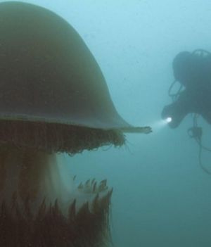 200 kilogramowa meduza atakuje ludzi koktajlem 200 toksyn fot. zrzut PBS Learning