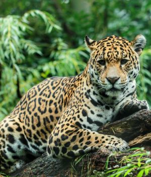 Populacja jaguarów podwoiła się w ciągu 15 lat (fot. Getty Images)