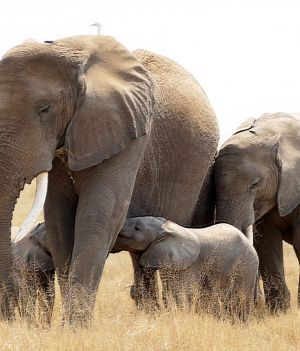Bliźnięta u słoni to niezwykle rzadki przypadek (fot. Facebook/Amboseli Trust for Elephants)