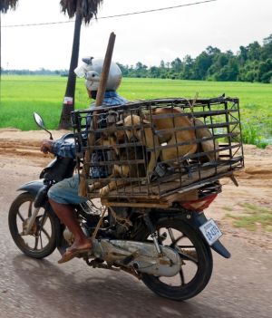 Mięso psów jest popularne w niektórych rejonach Kambodży (Photo by: Paolo Reda/REDA&CO/Universal Images Group via Getty Images)