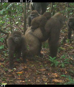 Najrzadsze goryle na świecie zauważone z dziećmi w nigeryjskim lesie