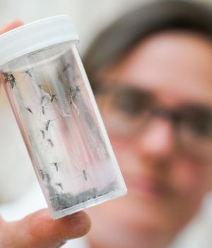 Wirus Zachodniego Nilu jest przenoszony przez niektóre gatunki komarów (fot. Getty Images)