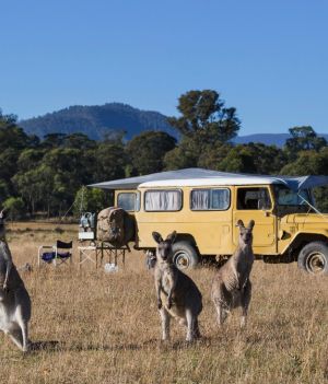 Czy kangury są szkodnikami dla mieszkańców Australii? (fot. Getty Images)
