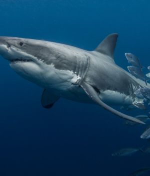 Rekin żarłacz, starszy niż dinozaury (fot. Getty Images)