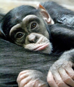 Szympansy odczuwają skutki utraty matki przez całe życie (fot. Getty Images)