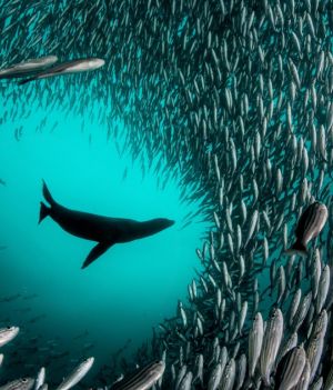 W 2015 roku do nowego rezerwatu wokół wysp Darwin i Wolf dodano ponad 15 000 mil kwadratowych chronionego obszaru, który jest zamknięty dla połowów. (fot. Enric Sala/National Geographic)