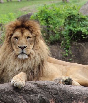 14-letni lew może zostać uśpiony (fot. Getty Images)