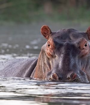 Hipopotam nilowy: czy jest niebezpieczny? Jakie są największe zagrożenia dla tego gatunku? (fot. Getty Images)
