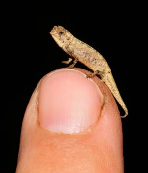 najmniejszy kameleon