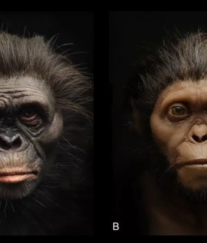 Rekonstrukcja wyglądu Lucy (po lewej) i dziecka z Taung (po prawej). Każdemu przypisano inny odcień skóry i grubość tkanek miękkich (Image credit: R. Campbell, G. Vinas, M. Henneberg, R. Diogo)