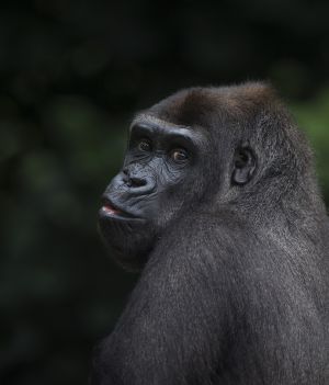 Adopcja w świecie zwierząt. Badania wykazały, że goryle opiekują się młodymi osobnikami, które straciły rodziców