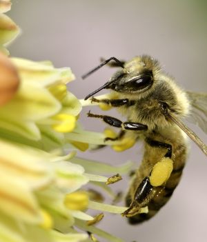 Dzisiaj Międzynarodowy Dzień Pszczół. Sprawdź, jak możesz dostosować swój ogród do ich potrzeb