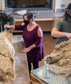 Świetnie zachowana czaszka mastodonta to tylko jedno z odkryć, jakich dokonano w miejscu wykopalisk (fot. Jason Halley / California State University)