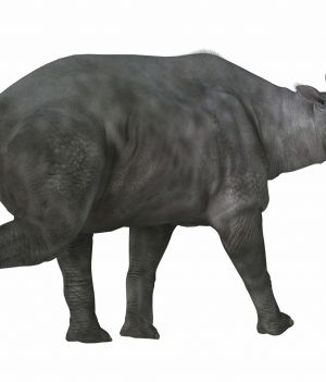 Największy ssak na świecie