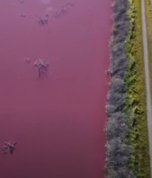 Różowa laguna w Argentynie