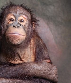 Orangutany – po szympansach – są jednymi ze zwierząt najlepiej posługujących się narzędziami (fot. Getty Images)