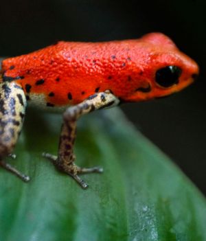 Jadowita żaba z Panamy