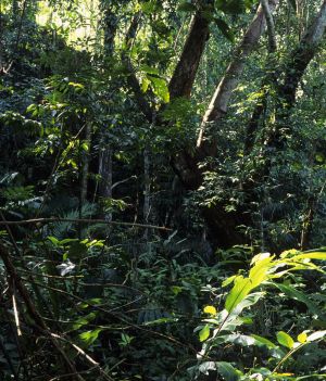 „Prawdziwy Tarzan” spędził w dżungli ponad 40 lat